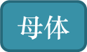 母体